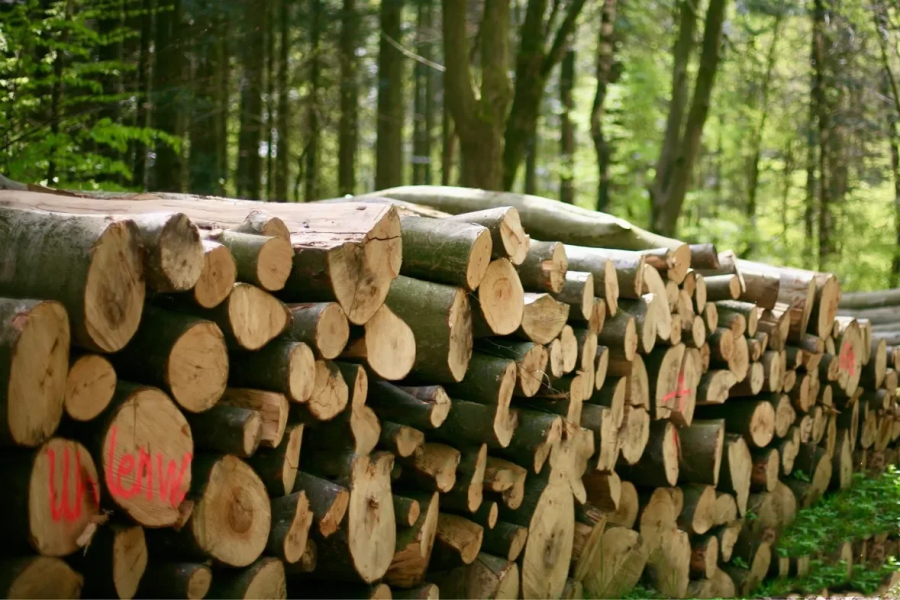 Bois en grumes de feuillus / bois dur – Chargement camion (20 – 40 RM)