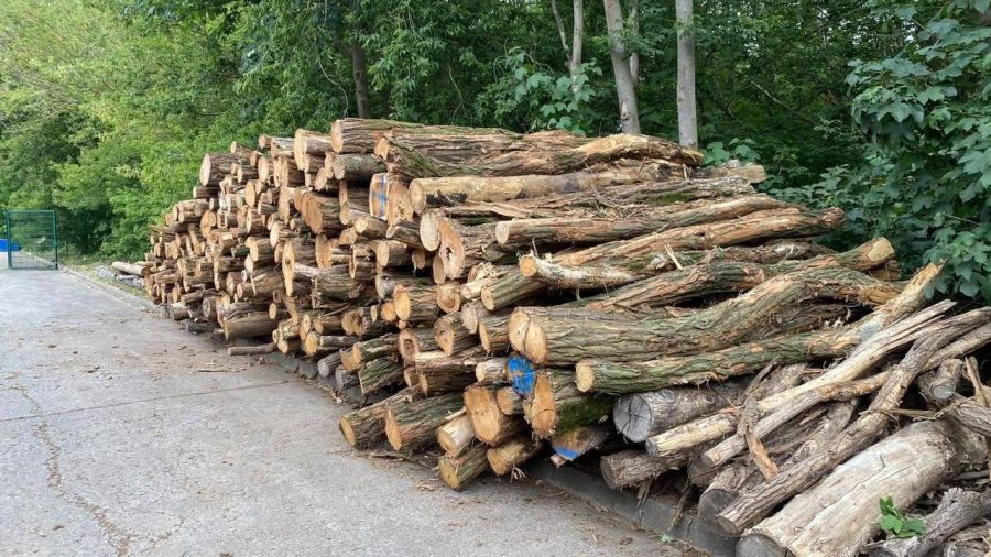 Bois en grumes de pin sylvestre
