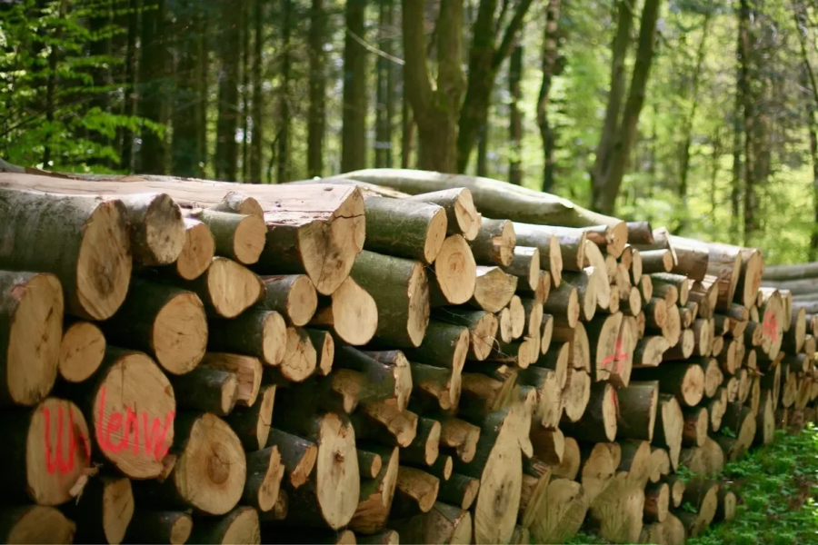 Bois en grumes de hêtre – Chargement camion (au choix : complet ou demi)
