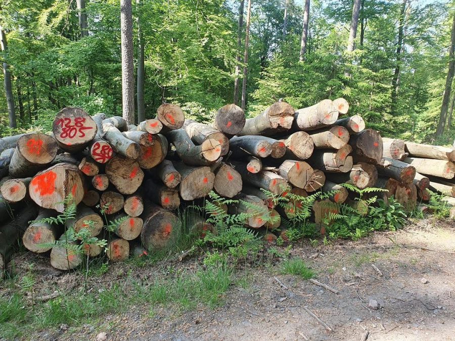 Bois en grumes de chêne