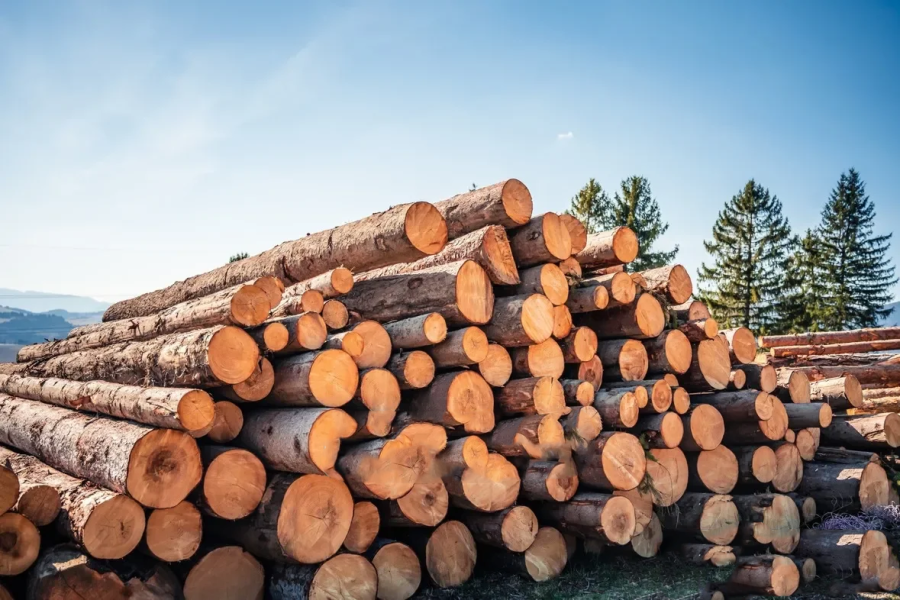 Bois en grumes de résineux – Chargement camion flexible